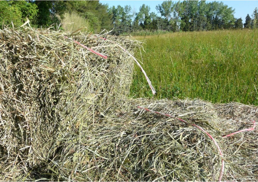 Foin de prairie (30 kg) – Cérès, aliments pour chevaux, nous